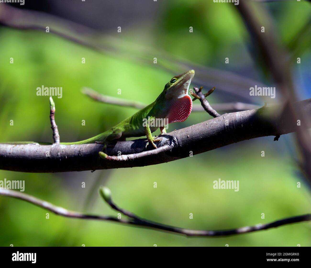 Der männliche Carolina Anole zeigt am sonnigen Tag einen Taulap auf dem Ast Stockfoto
