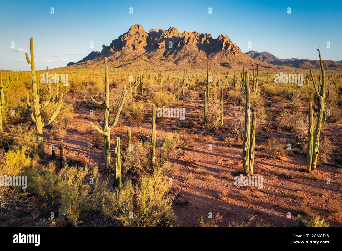 Raged Top Mountain und saguaro Forest in Tucson, Arizona Stockfoto