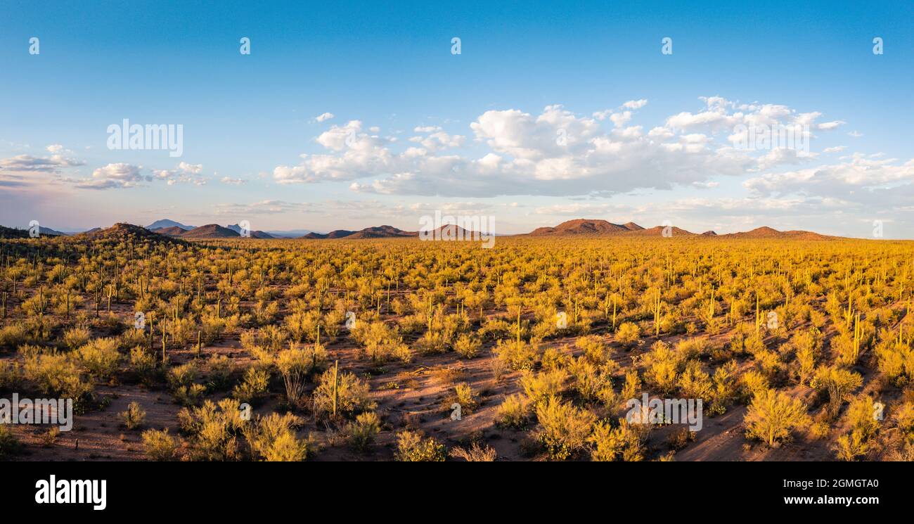 Luftpanorama des Saguaro-Waldes bei warmem Sonnenlicht am Nachmittag Stockfoto