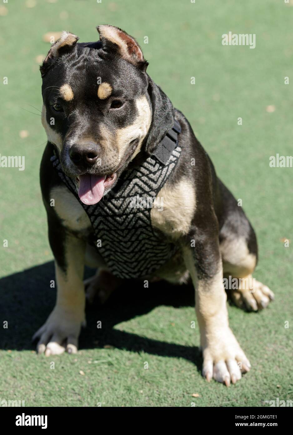 5 Monate Alte Weibliche Amerikanische Bully. Hundepark an der Leine in Nordkalifornien. Stockfoto