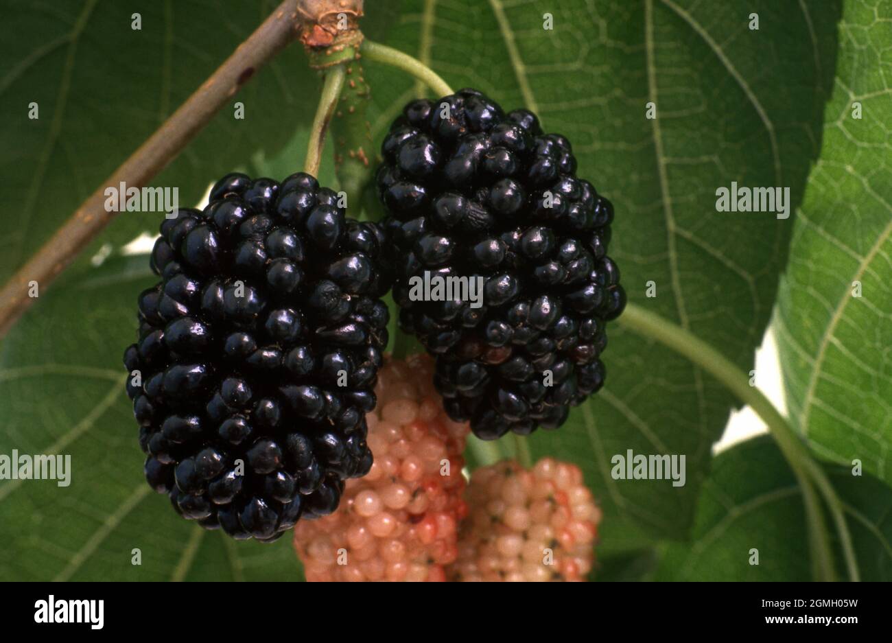 SCHWARZE MAULBEEREN (MORUS NIGRA), DIE AUF DEM BAUM REIFEN. AUSTRALIEN... Stockfoto