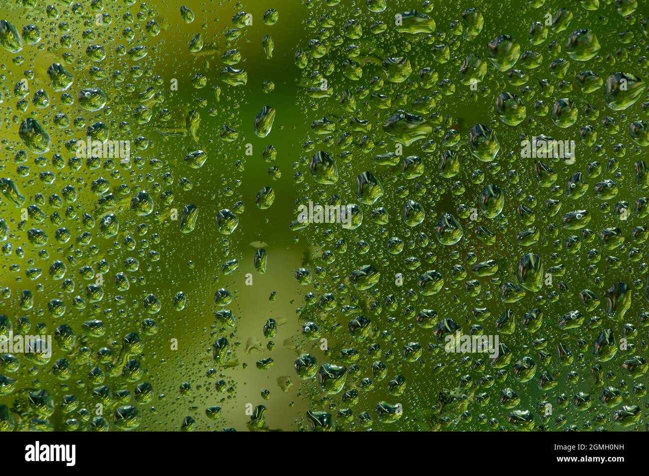 Wassertropfen auf Glasfenster mit grünem Baumhintergrund. Stockfoto