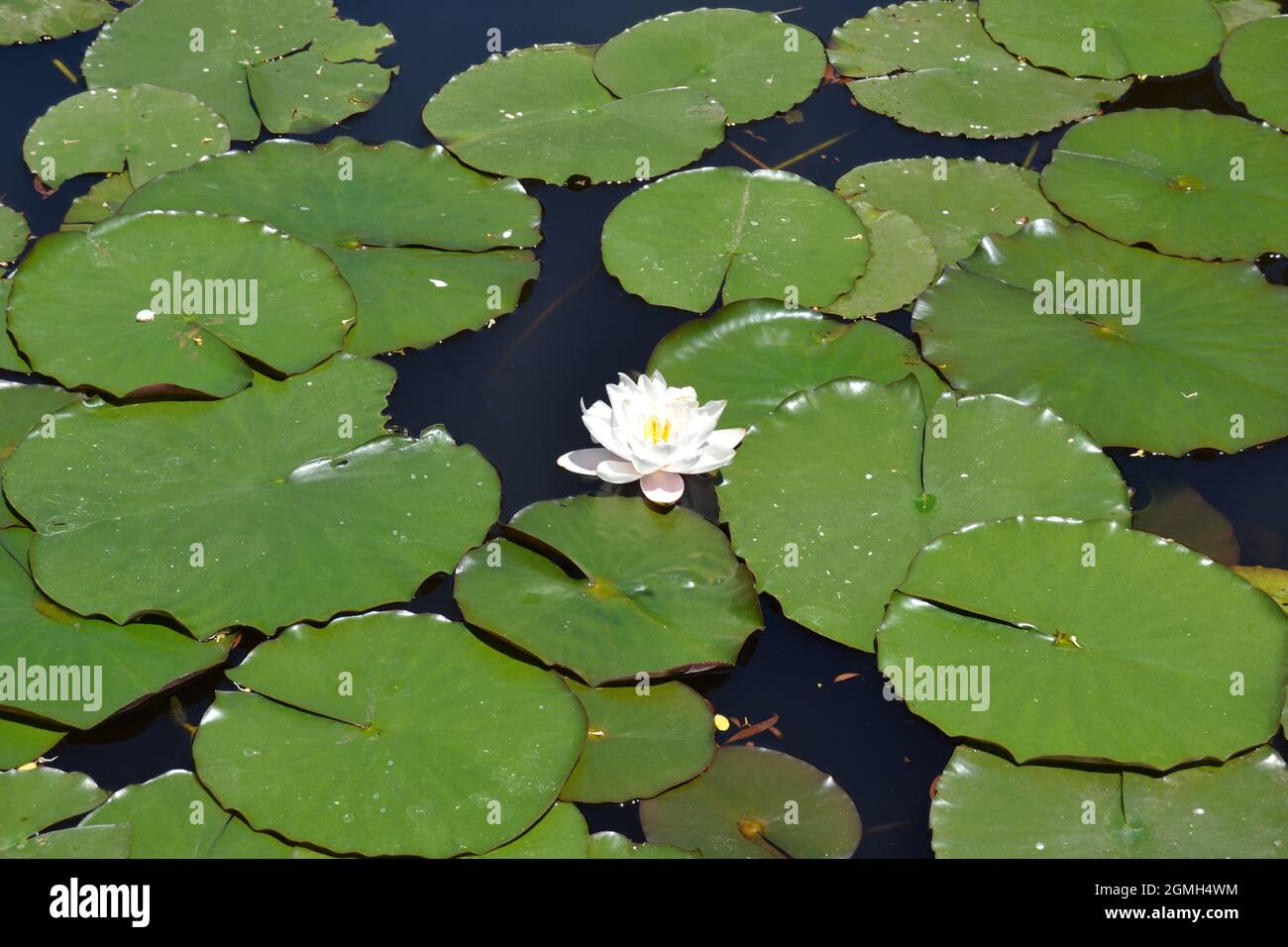 Seerose Nymphaea - Seerose Pad Blätter Stockfoto