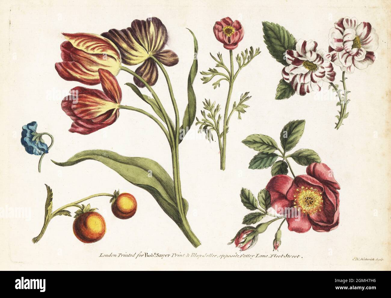 Tulpen, Hunderosen, Nelken und Früchte. Botanische Kunststücke zum Zeichnen und Färben von Amateurkünstlern, Porzellan- und Möbelmalern. Handkolorierter Kupferstich von Cornelius Heinrich Hemmerich aus Robert Sayers The Artist’s Vade Mecum, being the Whole Art of Drawing, London, 1766. Stockfoto