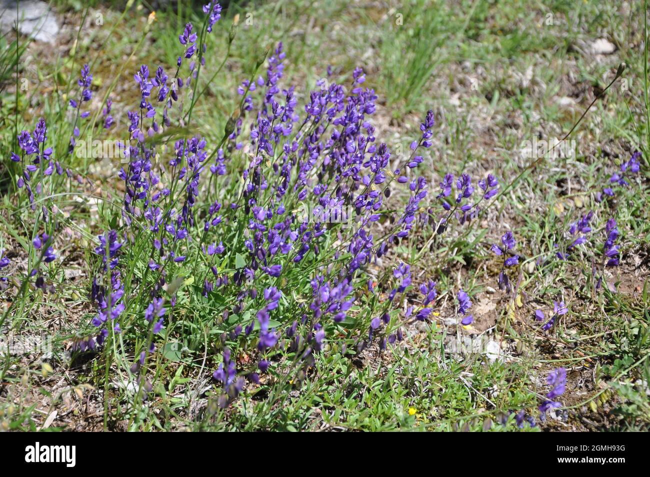 Wilde lila Blume in Frühlingswiese. Blau wild floral im Feld. Stockfoto