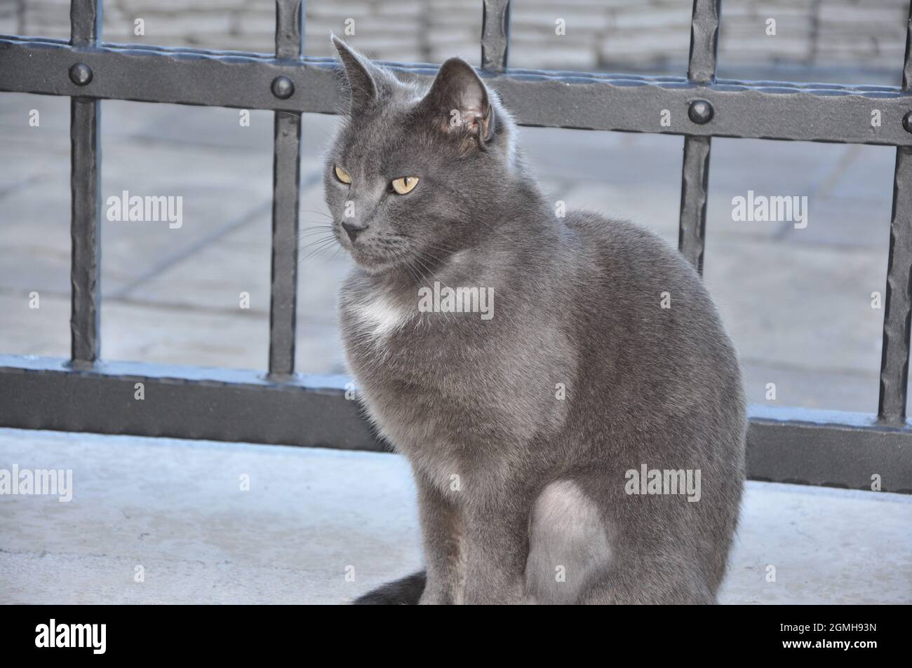 Britisches Kurzhaarkatzenprofil. Katze, die am Eingangstor ihres Hauses sitzt. Stockfoto