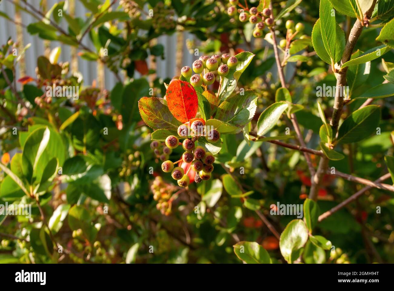 Die unreifen Beeren der Apfelbeere auf den Büschen, im Sommer Stockfoto