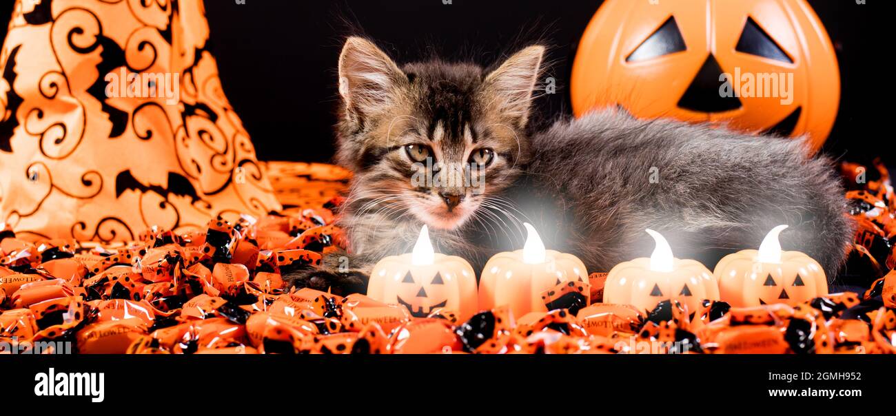 Eine finstere Hexenkatze schaut sich die Kerzen in Form eines Kürbisses an. Halloween langes Banner und Tier Stockfoto