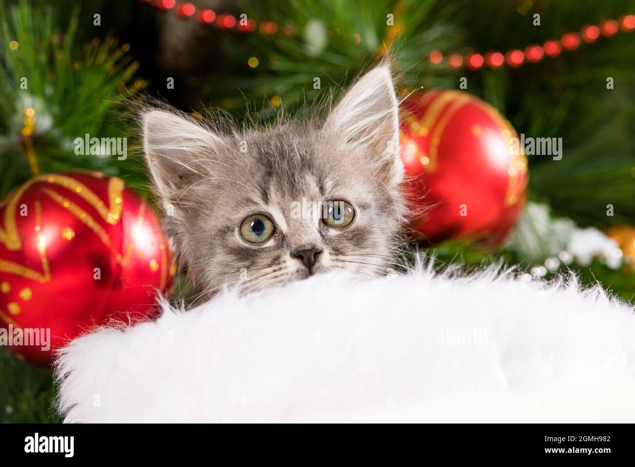 Niedliches graues Kätzchen bereitet sich auf Weihnachten und Neujahr vor, schaut vor dem Hintergrund eines Baumes mit Bällen in die Kamera. Stockfoto