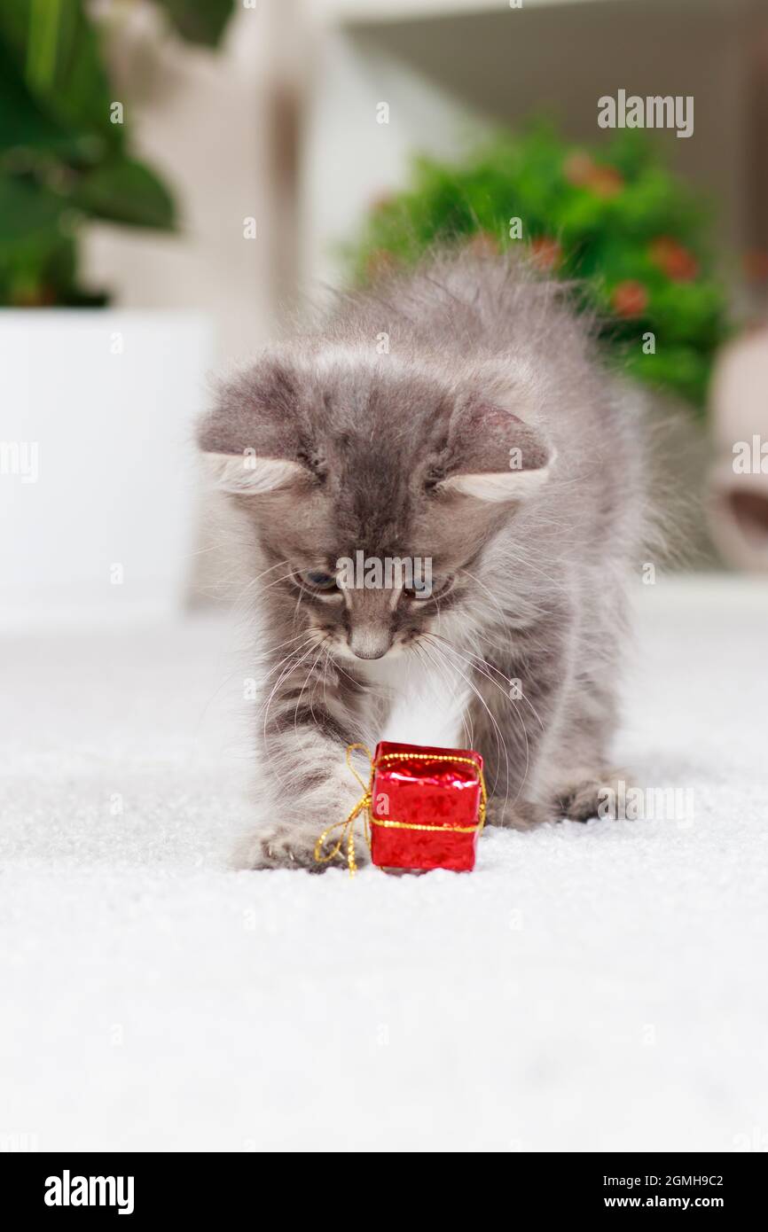 Vertikales Banner mit einer Katze. Ein flauschiges graues Kätzchen spielt mit einer Geschenkbox. Spielzeug und Waren für Tiere, Tierhandlung. Stockfoto