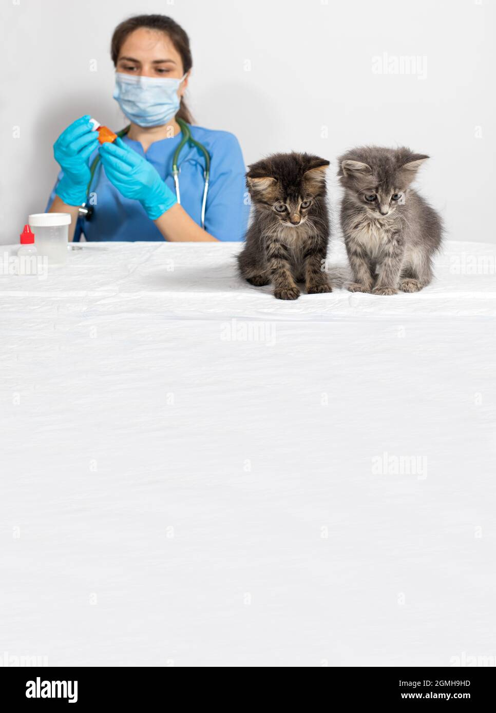 Der Tierarzt und zwei Kätzchen vertikalen Banner Platz für Text. Katzen schauen nach unten. Tierklinik, Impfung. Stockfoto