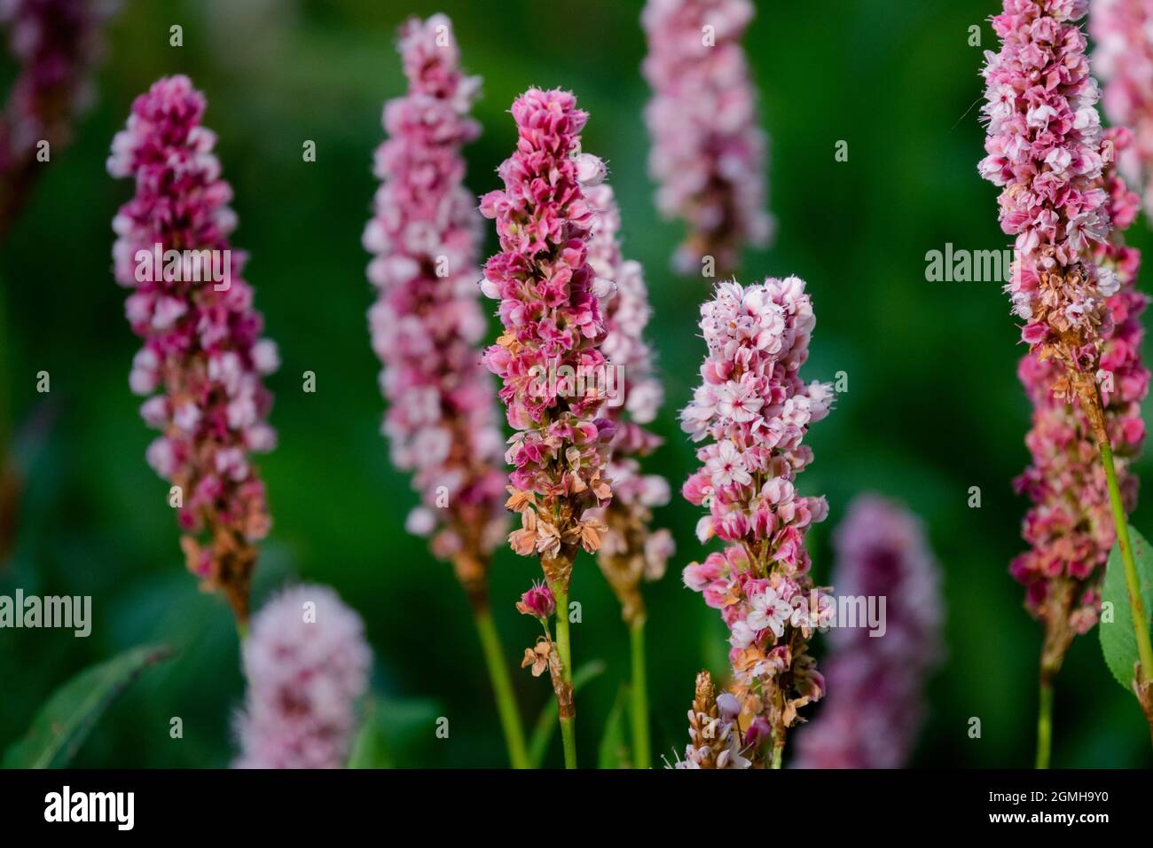 Bistorta affinis Darjeeling Red, Persicaria affinis Stockfoto