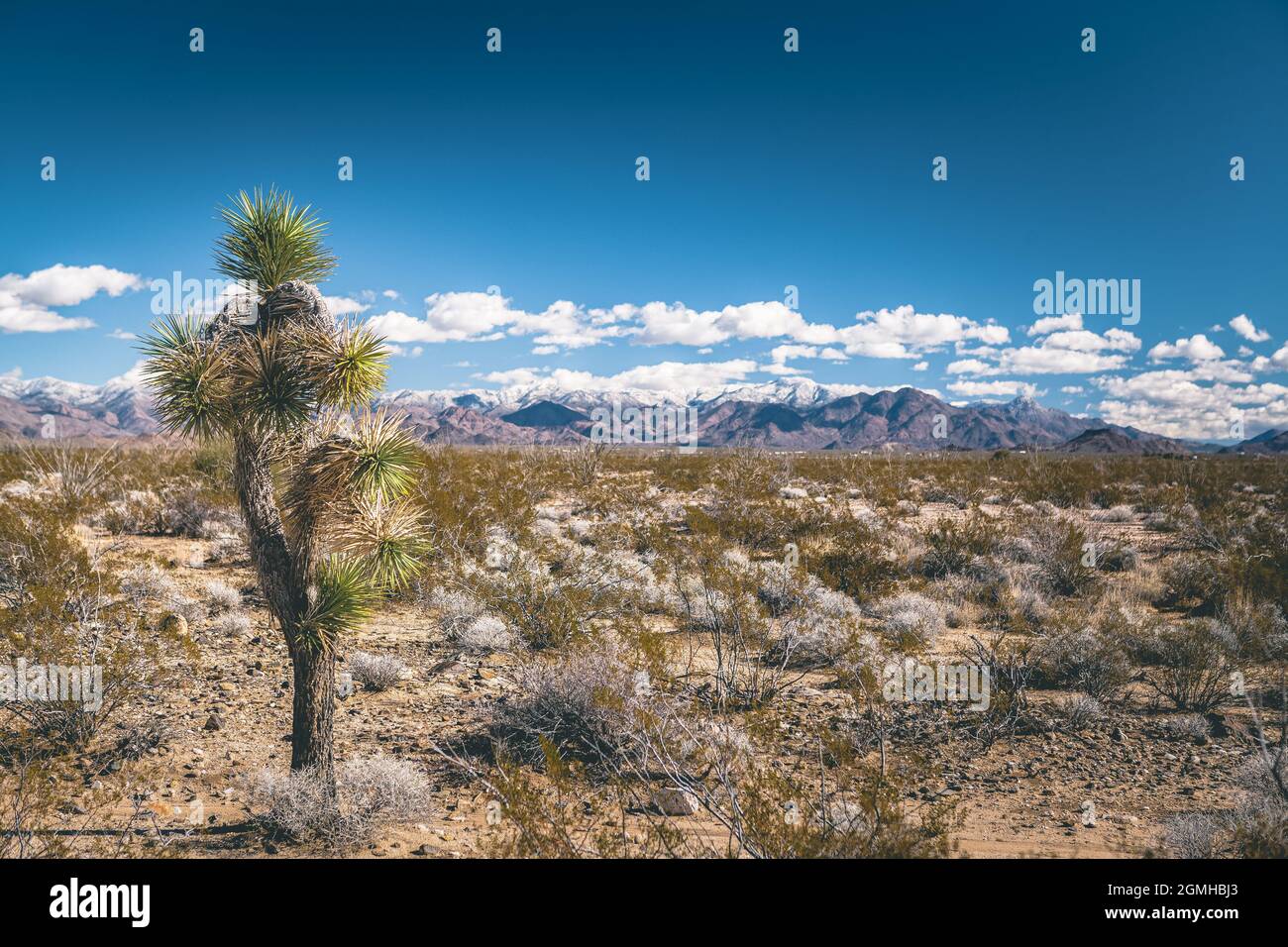 Joshua Tree mit Bergen und Wolken im Hintergrund, Kalifornien, Vereinigte Staaten (USA) Stockfoto