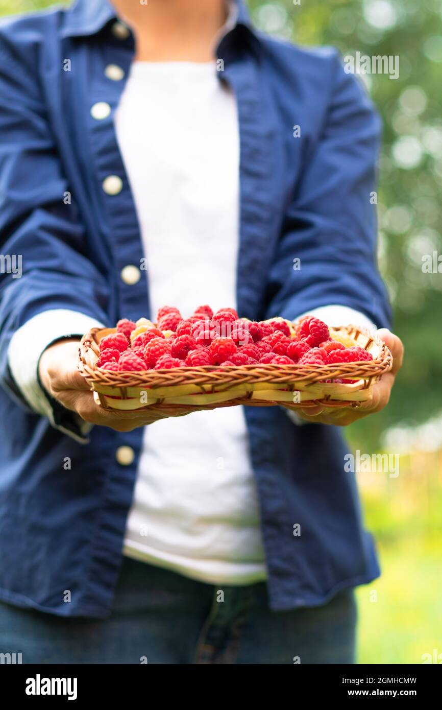 Die Hände der Frauen halten vorsichtig einen Korb mit frisch duftenden Himbeeren auf einem Hintergrund aus grünem Laub. Selektiver Fokus. Nahaufnahme Stockfoto