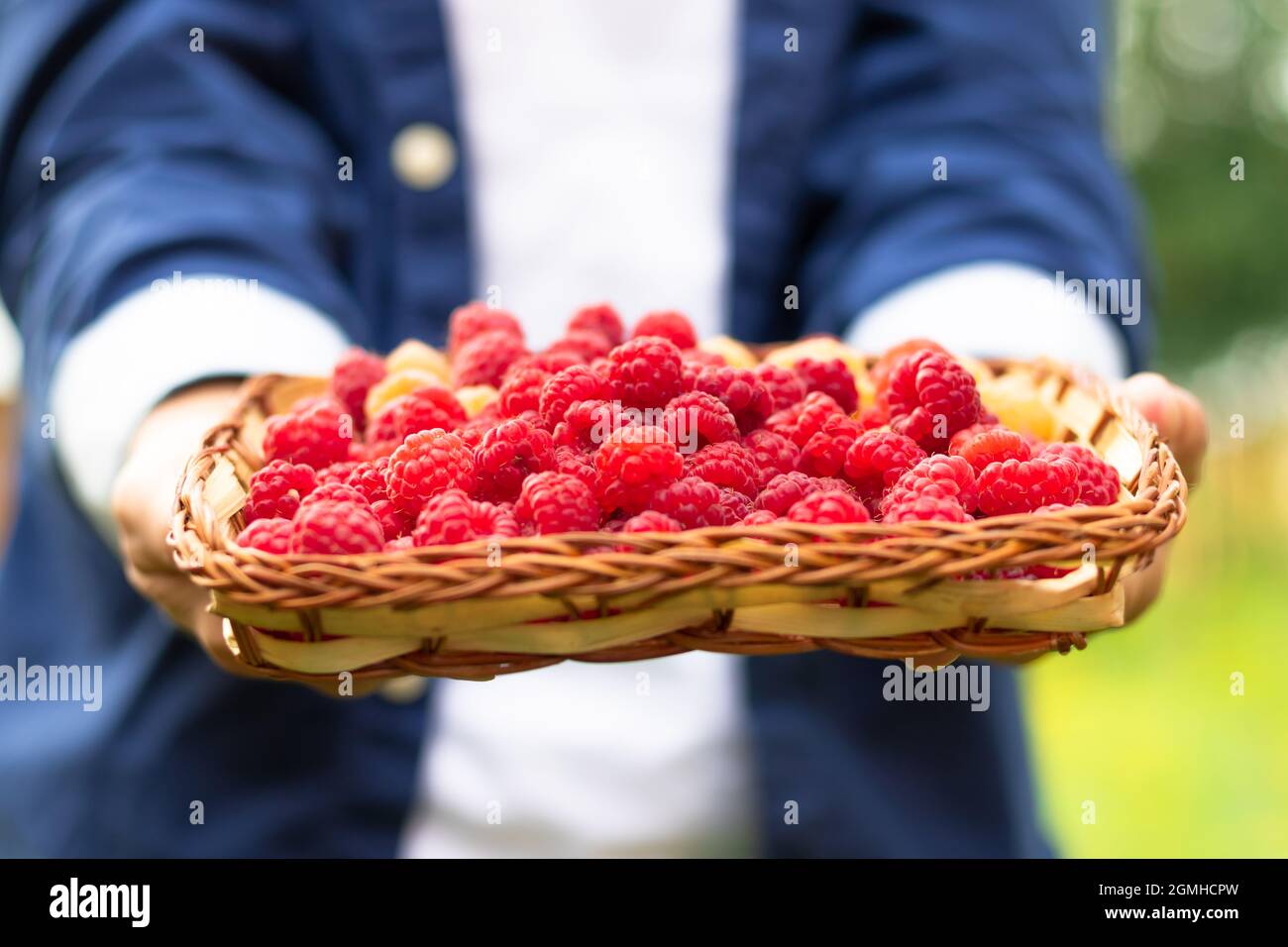 Die Hände der Frauen halten vorsichtig einen Korb mit frisch duftenden Himbeeren auf einem Hintergrund aus grünem Laub. Selektiver Fokus. Nahaufnahme Stockfoto