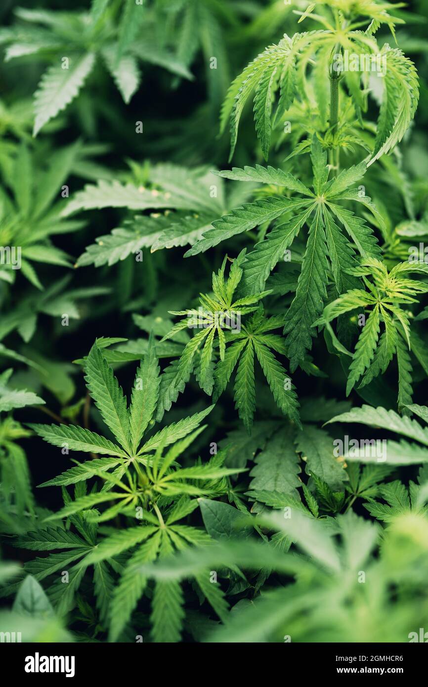 Plantage von cannabis Fotos und Bildmaterial in hoher Auflösung Alamy