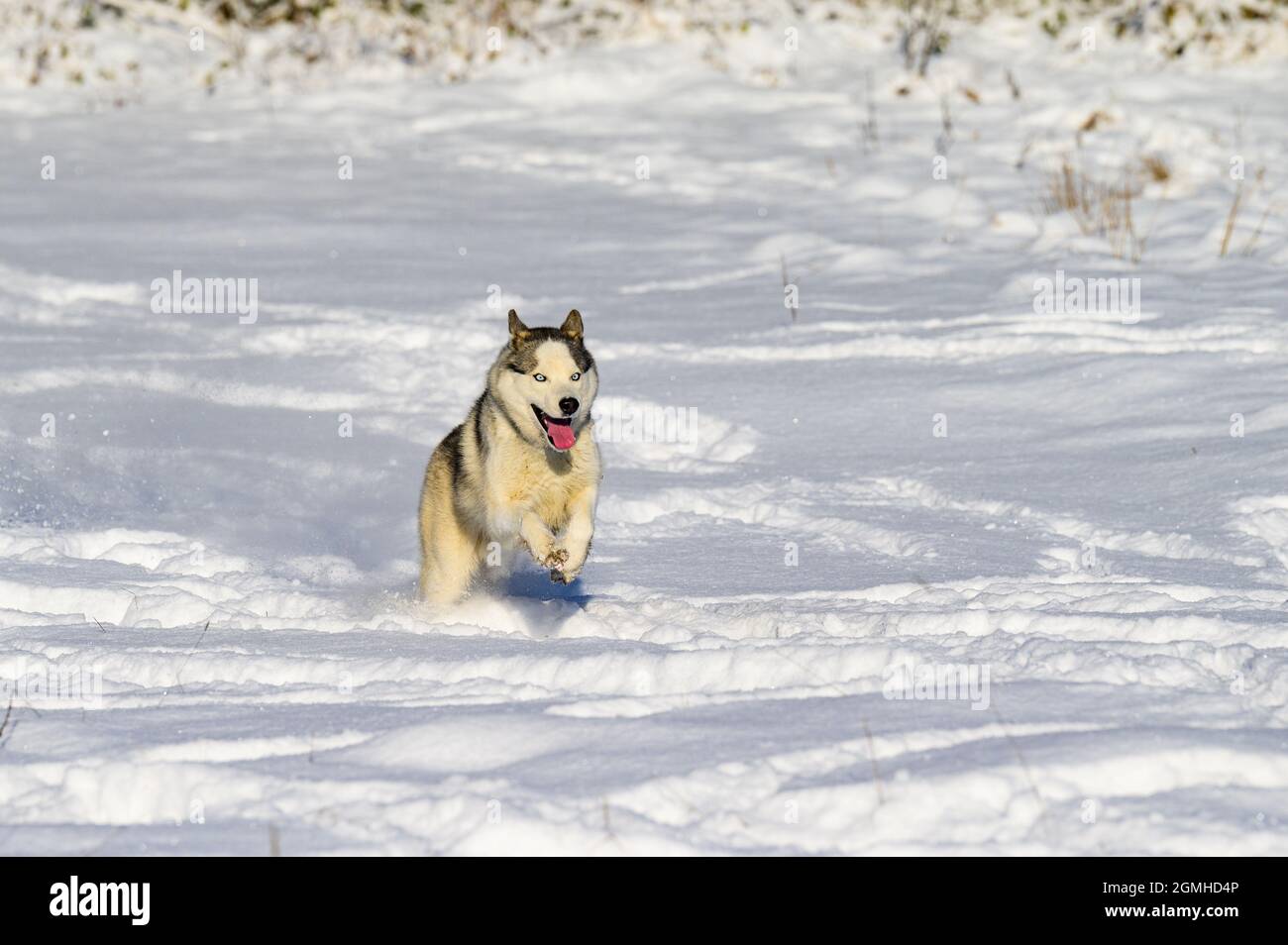 Winter und Hund, Husky auf einem Spaziergang, Springen im Schnee, Schlittenhund. Stockfoto