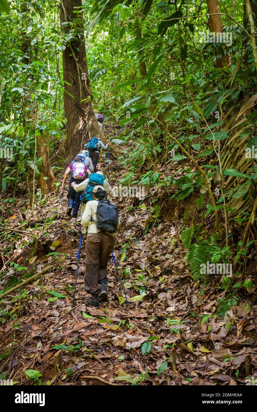 Wanderer im Regenwald entlang des alten und bewachsenen Camino Real-Pfades, Chagres-Nationalpark, Republik Panama, Mittelamerika. Stockfoto