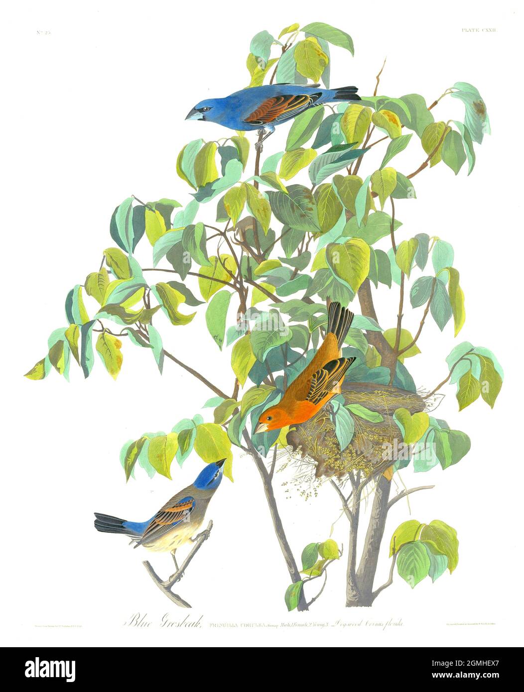 John James Audubon - American Birds - Blue Grosbeak - 1831 Stockfoto