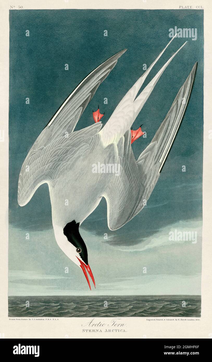 John James Audubon - Arctic Tern Stockfoto
