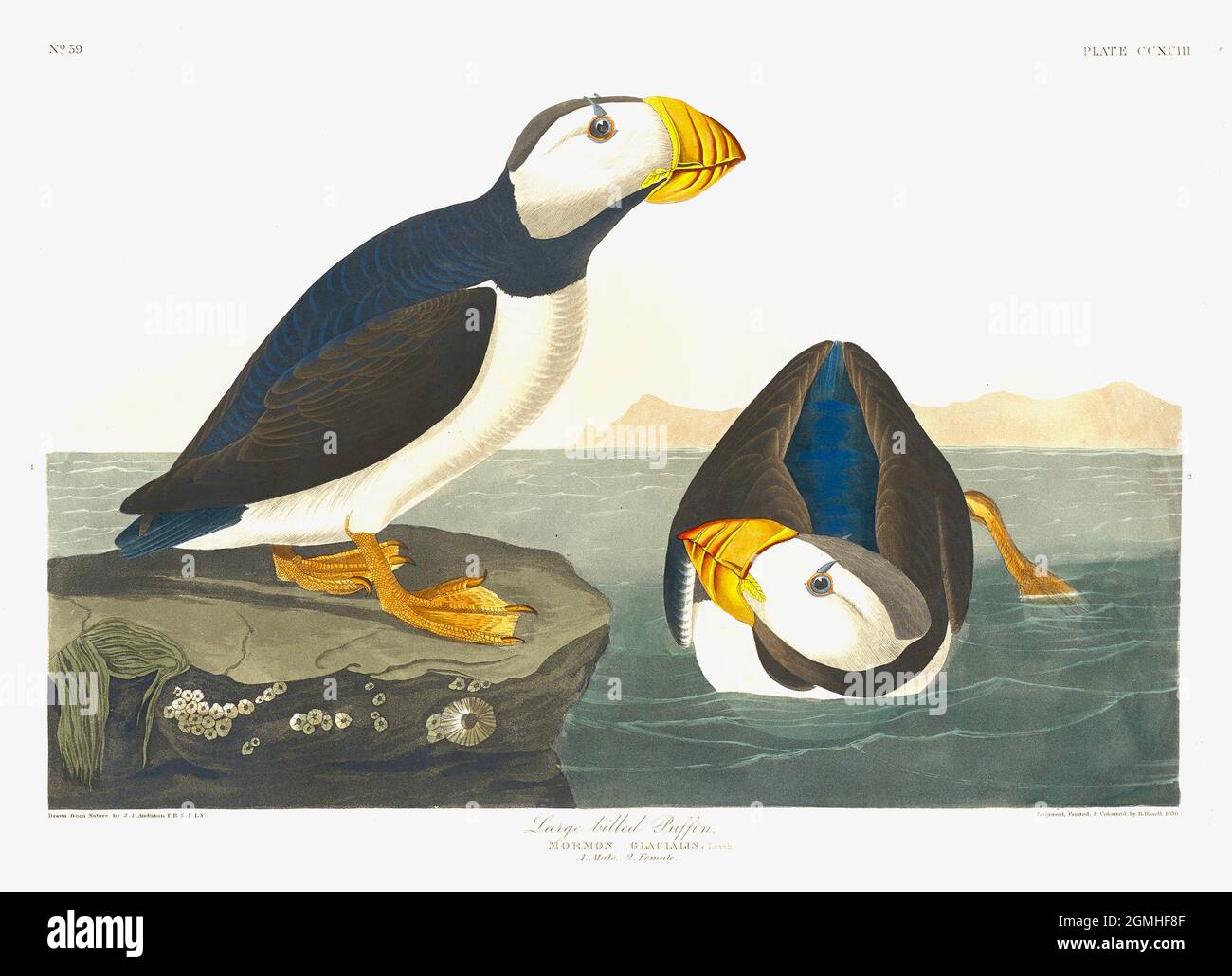 John James Audubon - Großer Fagelpuffin Stockfoto