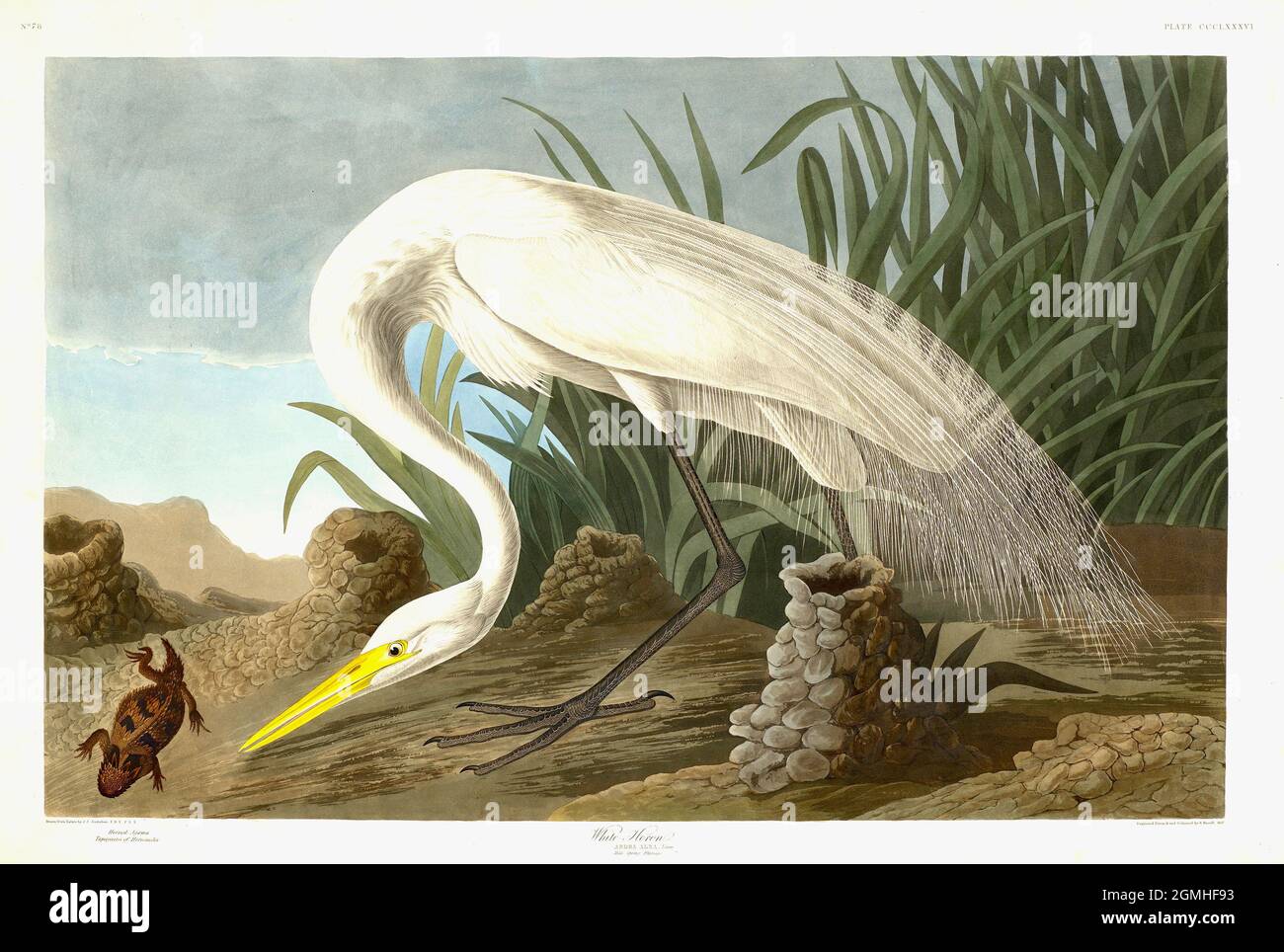John James Audubon - Weißer Reiher Stockfoto