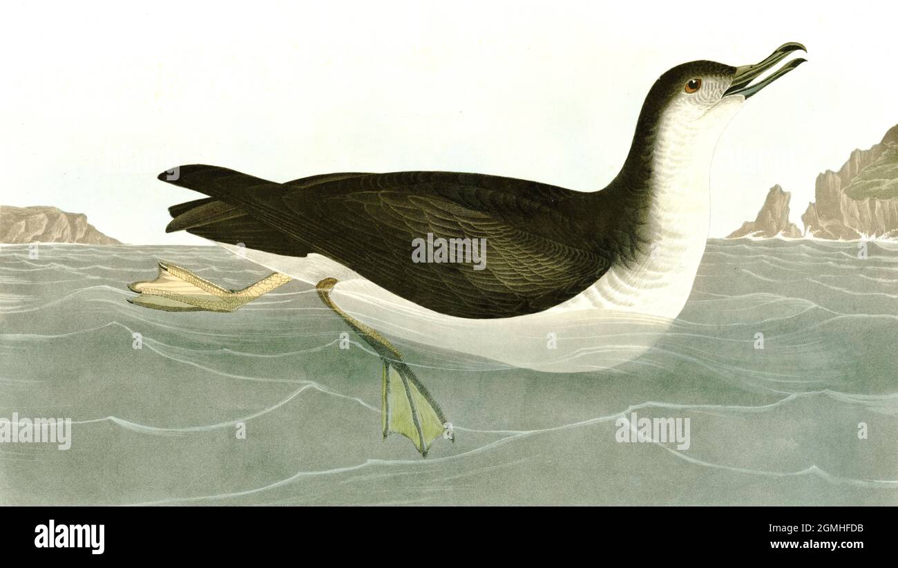 John James Audubon Vogelkunst - Manks Shearwater - Manx Shearwater - Puffinus puffinus Stockfoto
