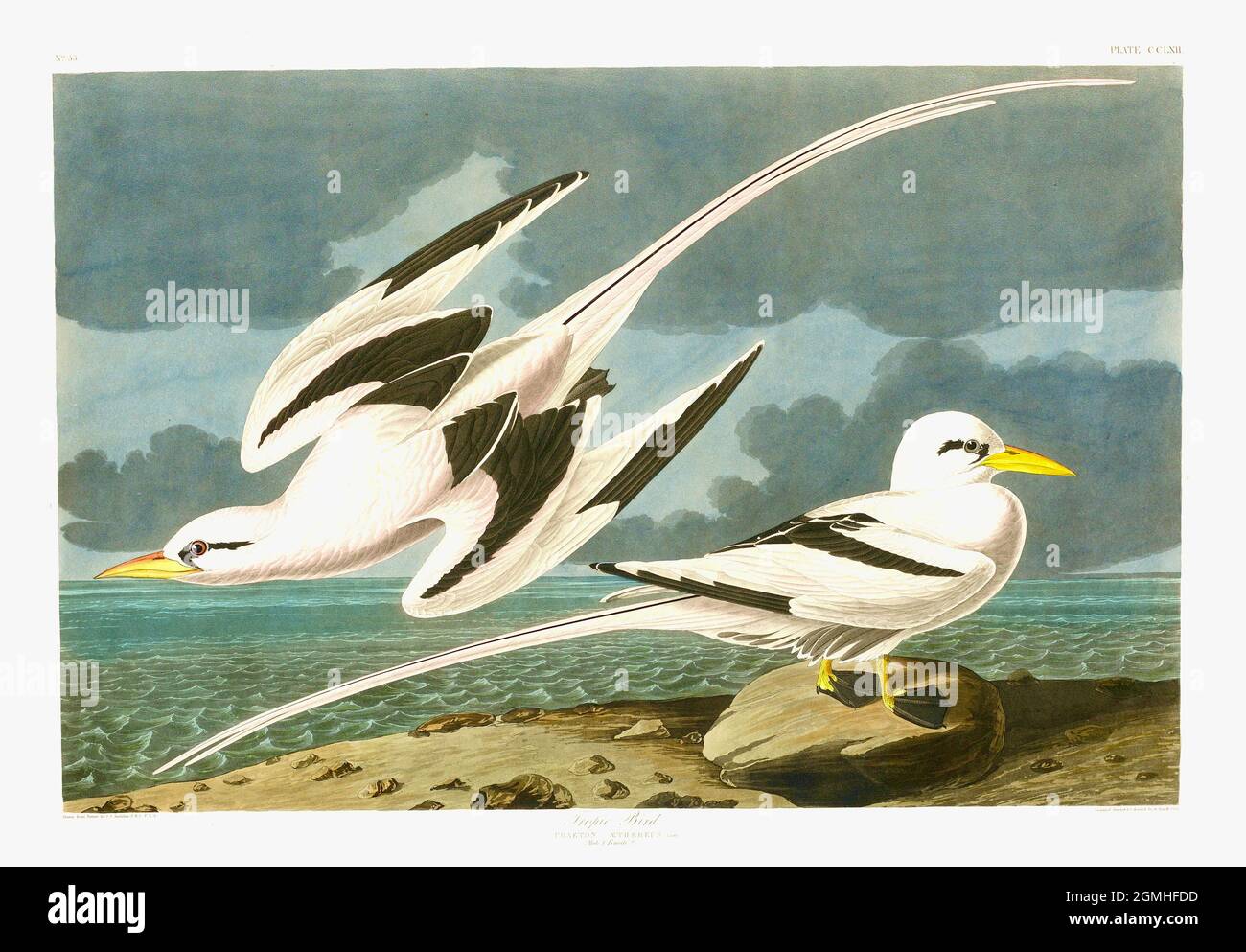 John James Audubon - Tropischer Vogel - Phaeton aethereus Stockfoto