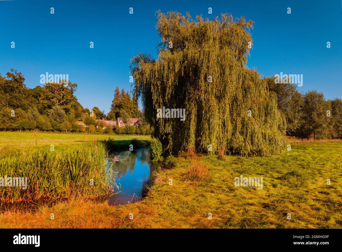 Großer Weidenbaum am Ufer des Flusses Coln in Coln St Aldwyn Stockfoto