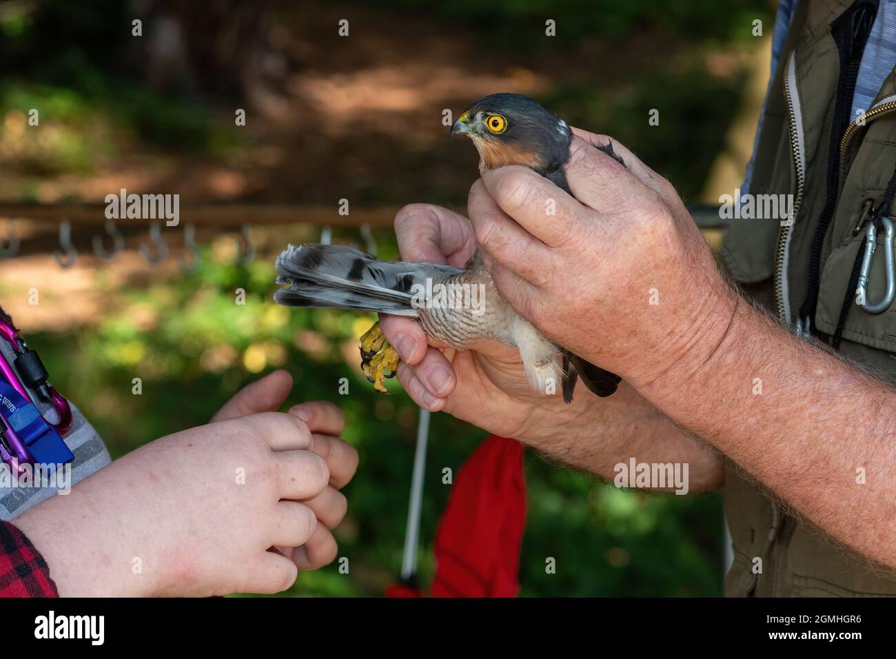 Vogelringer, der einen Beinring auf einen männlichen Sperber (Accipiter nisus) legt, Vogelklingeln, Großbritannien Stockfoto