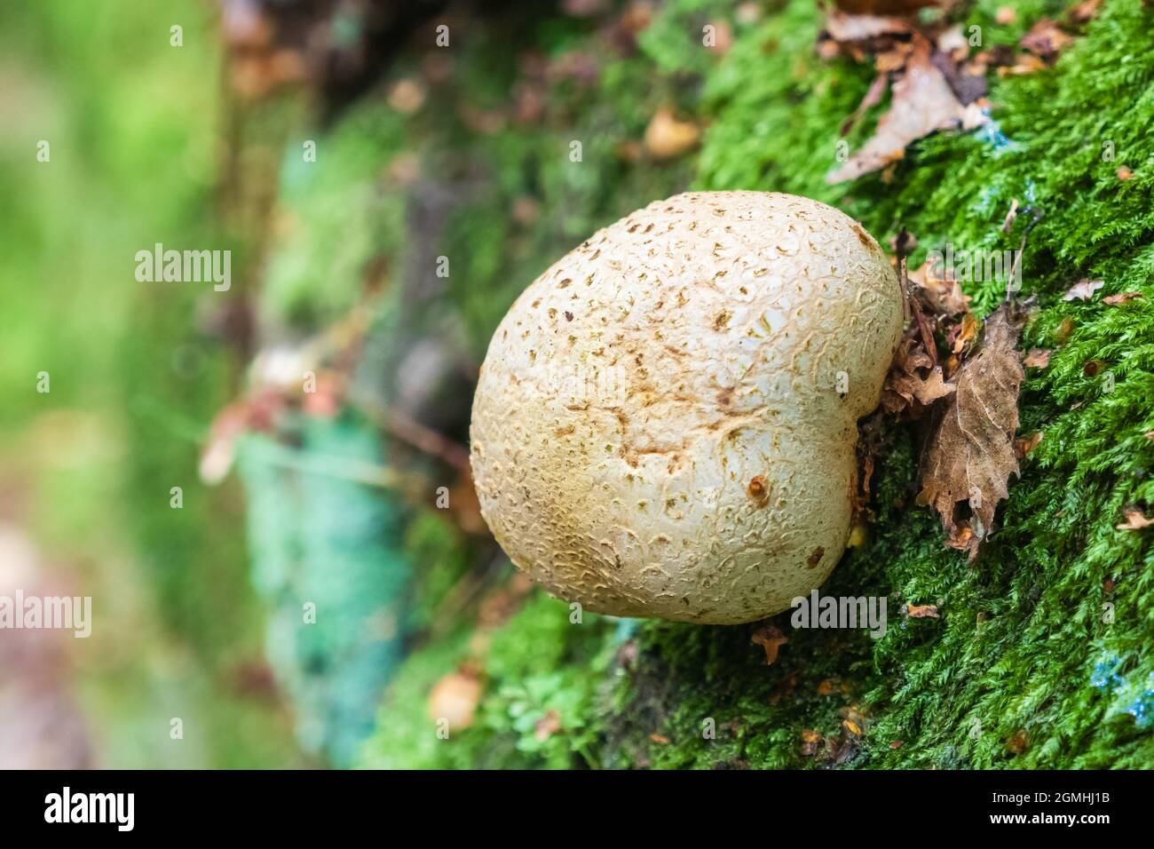 Genießen Sie einen atemberaubenden Panoramablick vom felsigen Gipfel des Helsby Hill mit seinen alten Verteidigungsmauern, bevor Sie das Tal zu den gestörten Stadtmauern überqueren Stockfoto