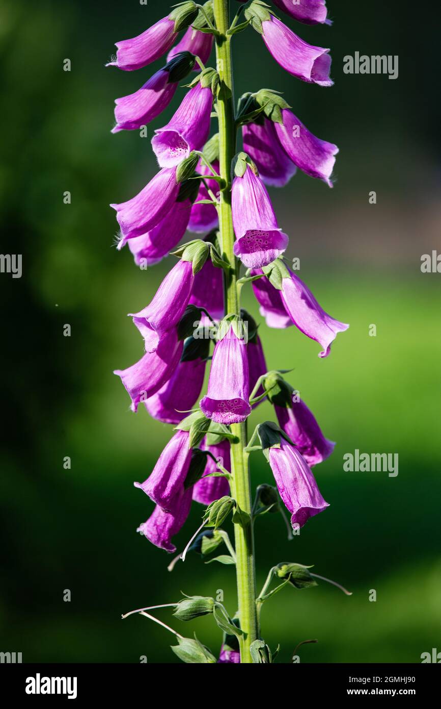 Fuchshandschuh blüht auf einem verschwommenen grünen Hintergrund Stockfoto