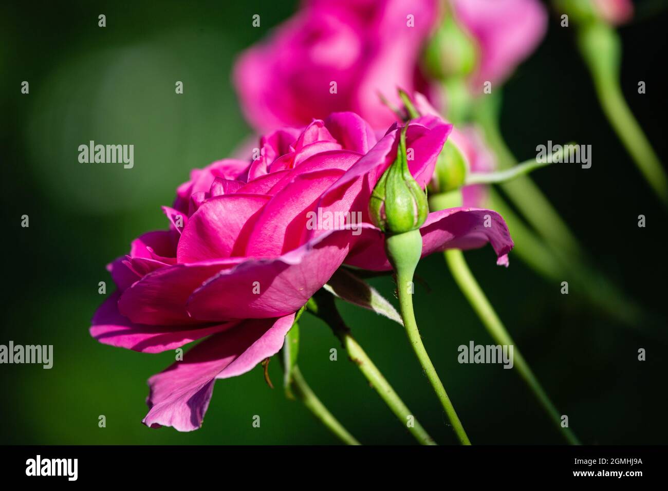 Rosenblüten und Knospen auf einem verschwommenen grünen hintergrundauf einem verschwommenen grünen Hintergrund Stockfoto