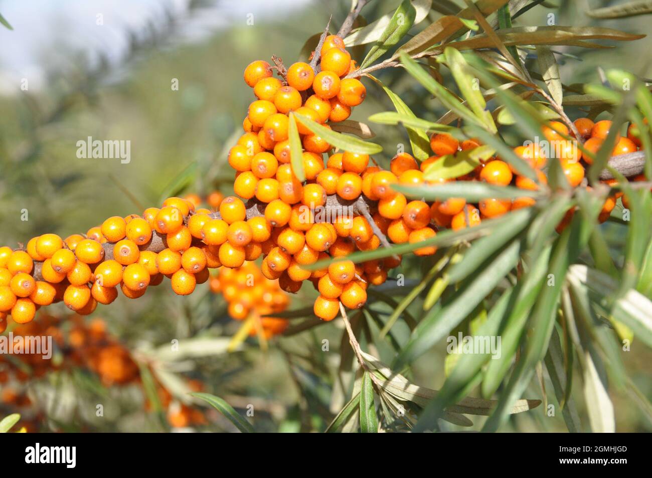 Die reifen Sanddornbeeren auf dem Ast. Stockfoto