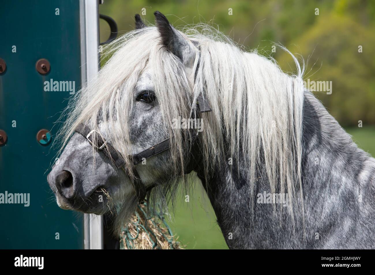 Fiel Pony auf der Hengst- und hengstschau, Dalemain, Penrith, Cumbria Stockfoto