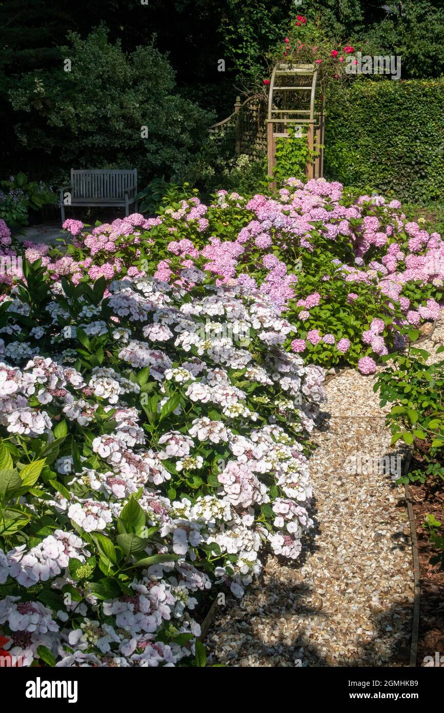 Lacecap Hortensia Teller White im Vordergrund innerhalb eines Waldgartens unter einem Monterey-Zypern-Baum Stockfoto