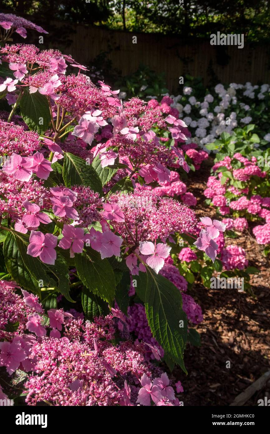 Lacecap Hortensia blue wave (aka Mariesii Perfecta) - rosa gefärbt aufgrund alkalischer Böden Stockfoto