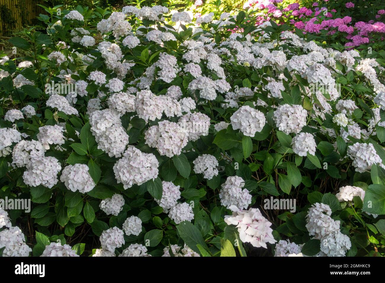 White Hydrangea macrophylla, MOPHEAD Madame Emile Mouillere gepflanzt en Masse in einem Waldgarten Einstellung, Devon, Großbritannien Stockfoto