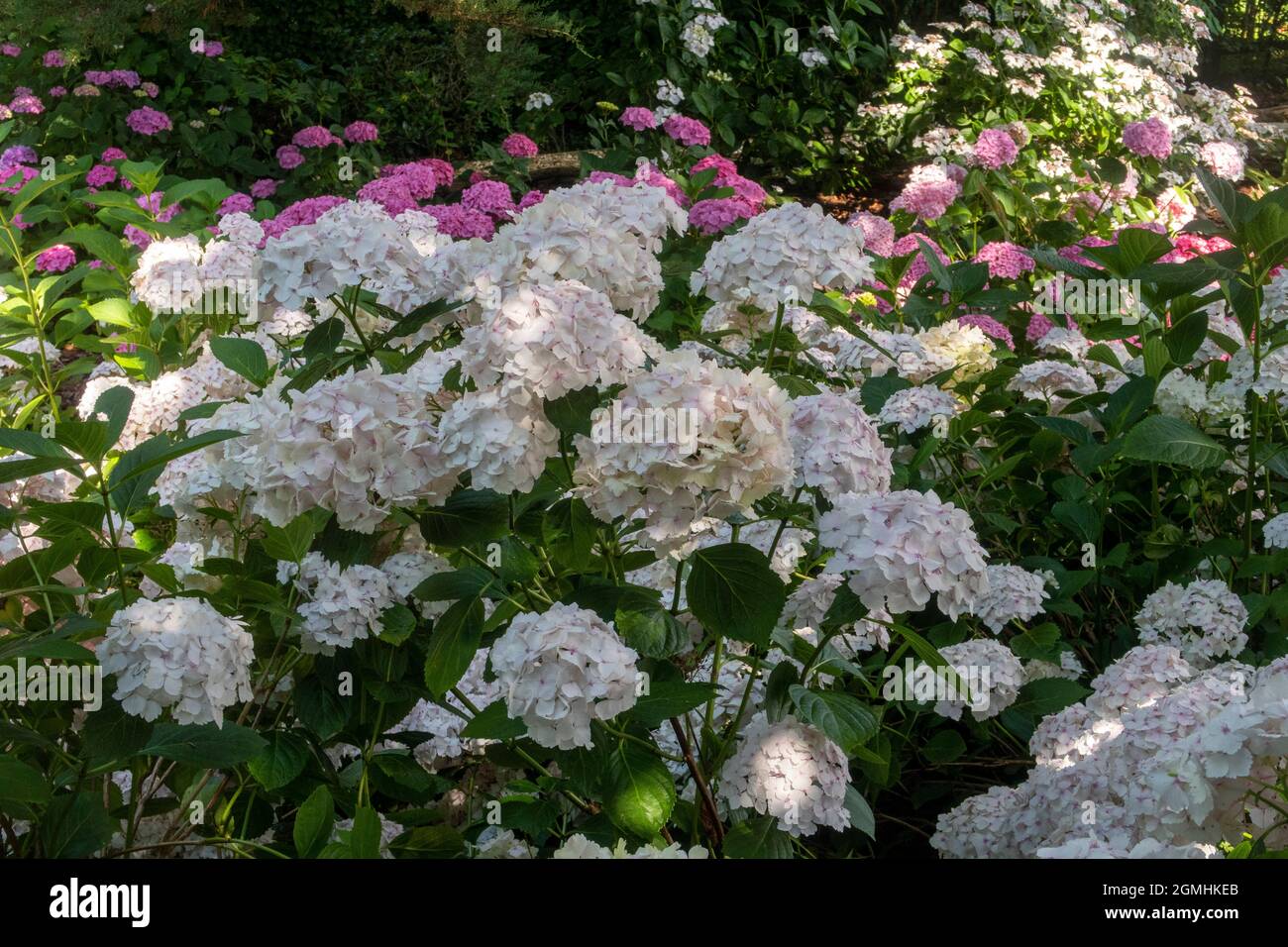 White Hydrangea macrophylla, MOPHEAD Madame Emile Mouillere gepflanzt en Masse in einem Waldgarten Einstellung, Devon, Großbritannien Stockfoto