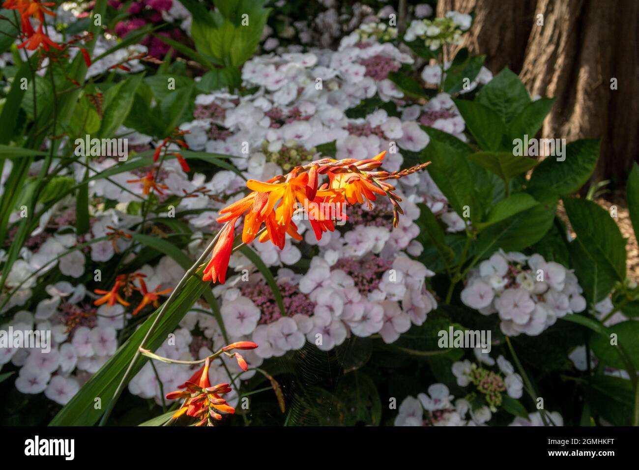 Lebendige orange Krokosmie kontrastiert mit Lacecap Hortensia Teller White Stockfoto