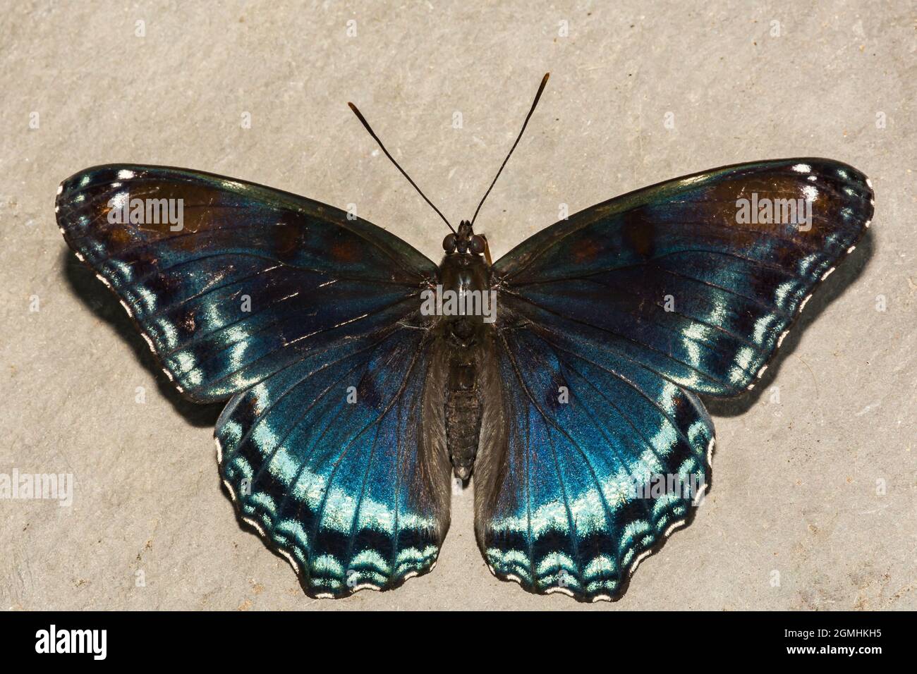 Red-spotted lila Schmetterling (Limenitis Arthemis) Stockfoto