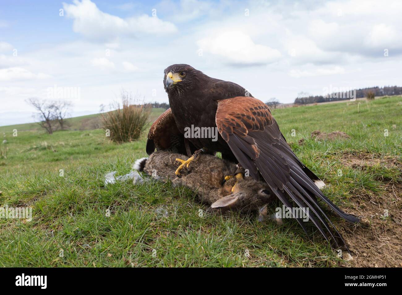 Harris Hawk (Parabuteo unicinctus) auf Kaninchenbeute, gefangener Falknervogel, Cumbria, Großbritannien Stockfoto