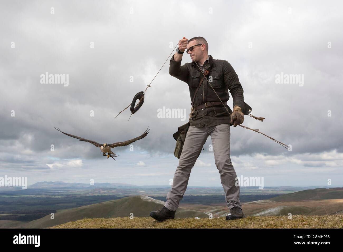 Lanner-Falke (Falco biarmicus) fliegend, gefangener Falknervogel, Cumbria, Großbritannien Stockfoto