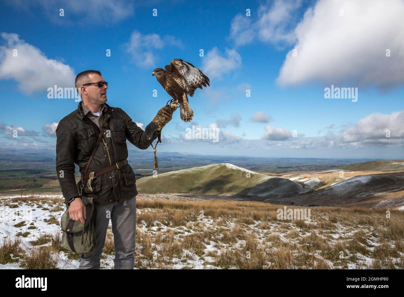 Bussard (Buteo buteo) auf dem Handschuh, gefangener Falknervogel, Cumbria, Großbritannien Stockfoto