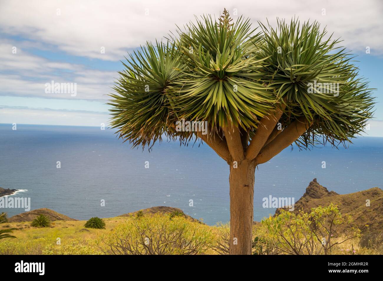 Nahaufnahme von einem Dracaena Draco Baum auf La Gomera. Diese Art der Pflanze ist nur auf den Kanarischen Inseln gefunden. Stockfoto