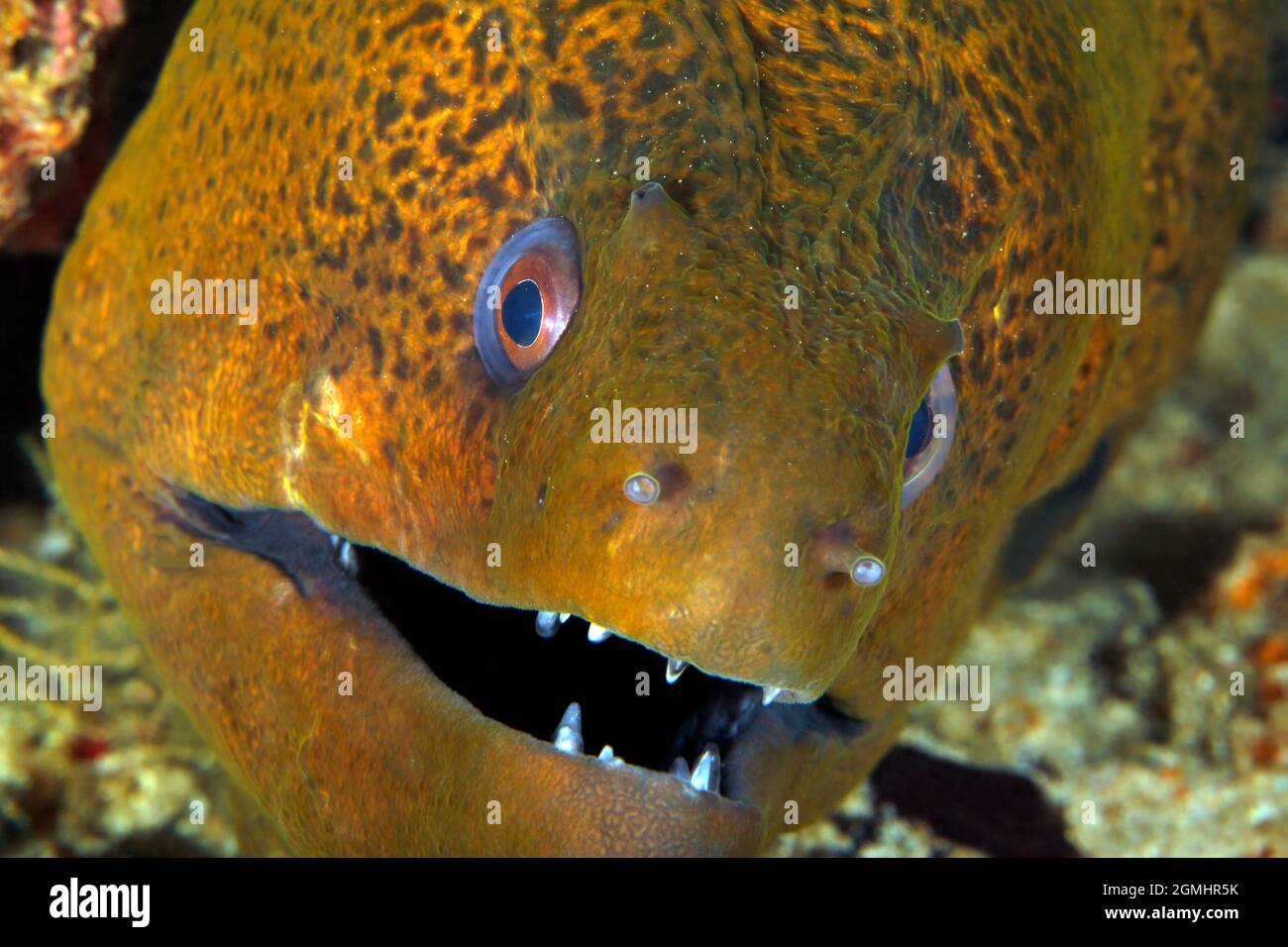 Nahaufnahme einer Riesenmoräne (Gymnothorax javanicus). Triton Bay, West Papua, Indonesien Stockfoto