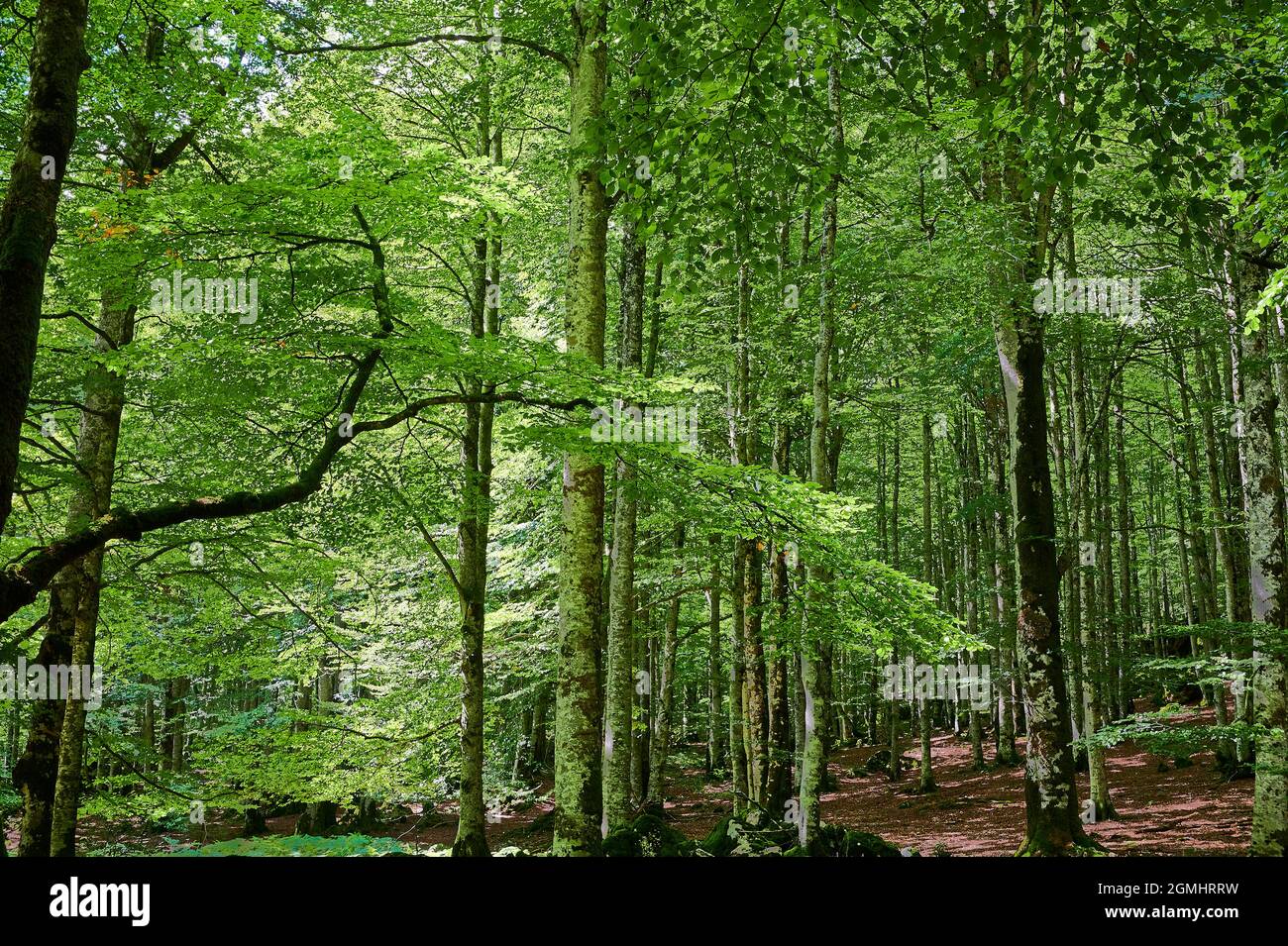 Sonnenlicht, das im Sommer in einem Wald durch üppig grüne Blätter auf einer Buche (Fagus sylvatica) leuchtet. Stockfoto