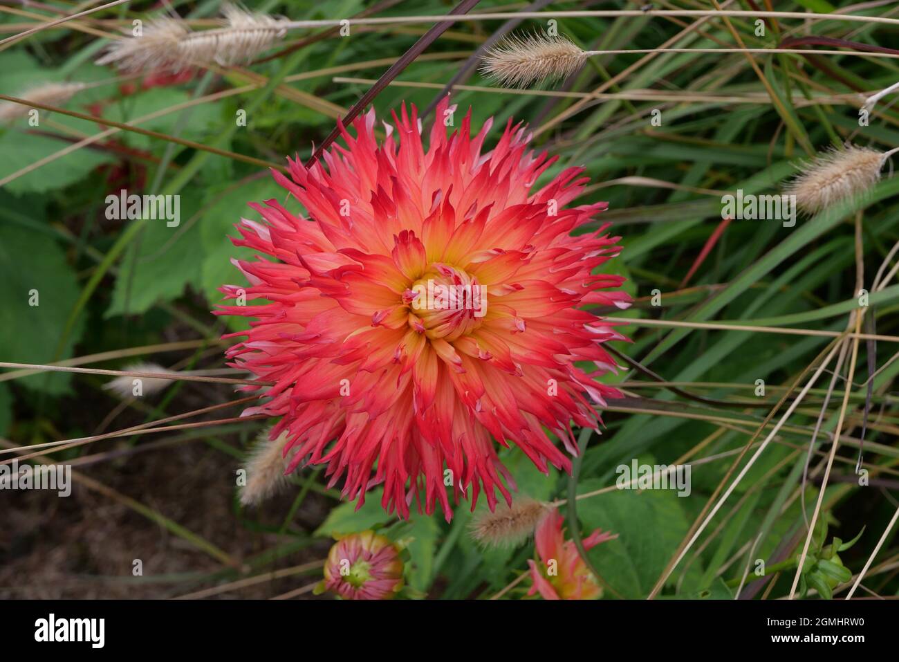 Wunderschöne orange-rosa, zottelige Dahlie, umgeben von grobem grünem Laub Stockfoto