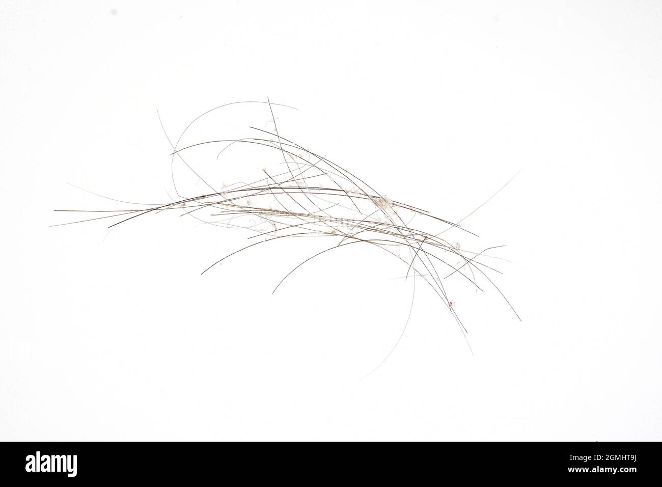 Makrobild von Haaren mit Schuppen isoliert auf weißem Hintergrund Stockfoto
