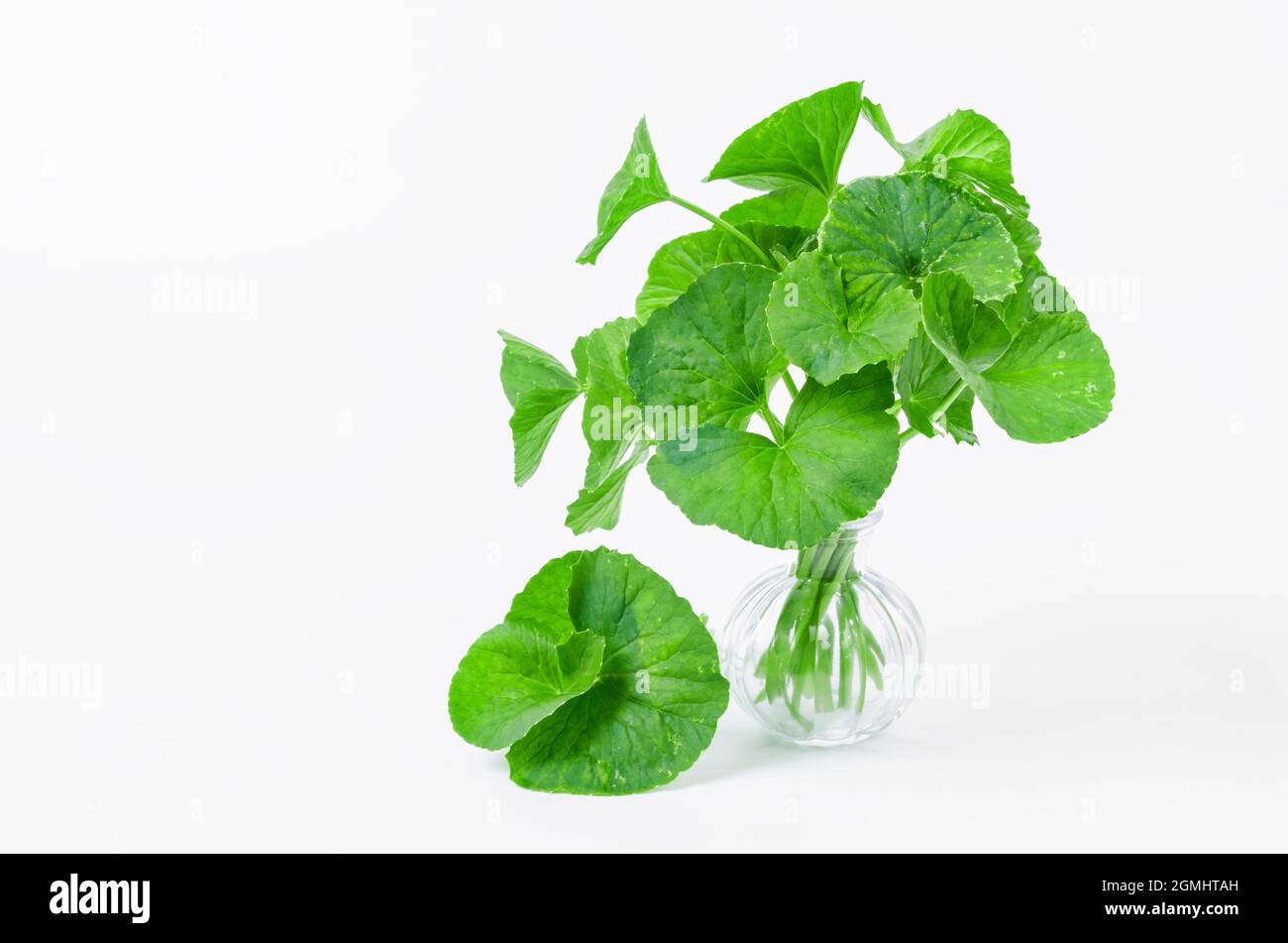 Gruppe von Gotu Kola (Centella asiatica) Blättern auf weißem Hintergrund. (Asiatisches Pennywort, indisches Pennywort) Stockfoto